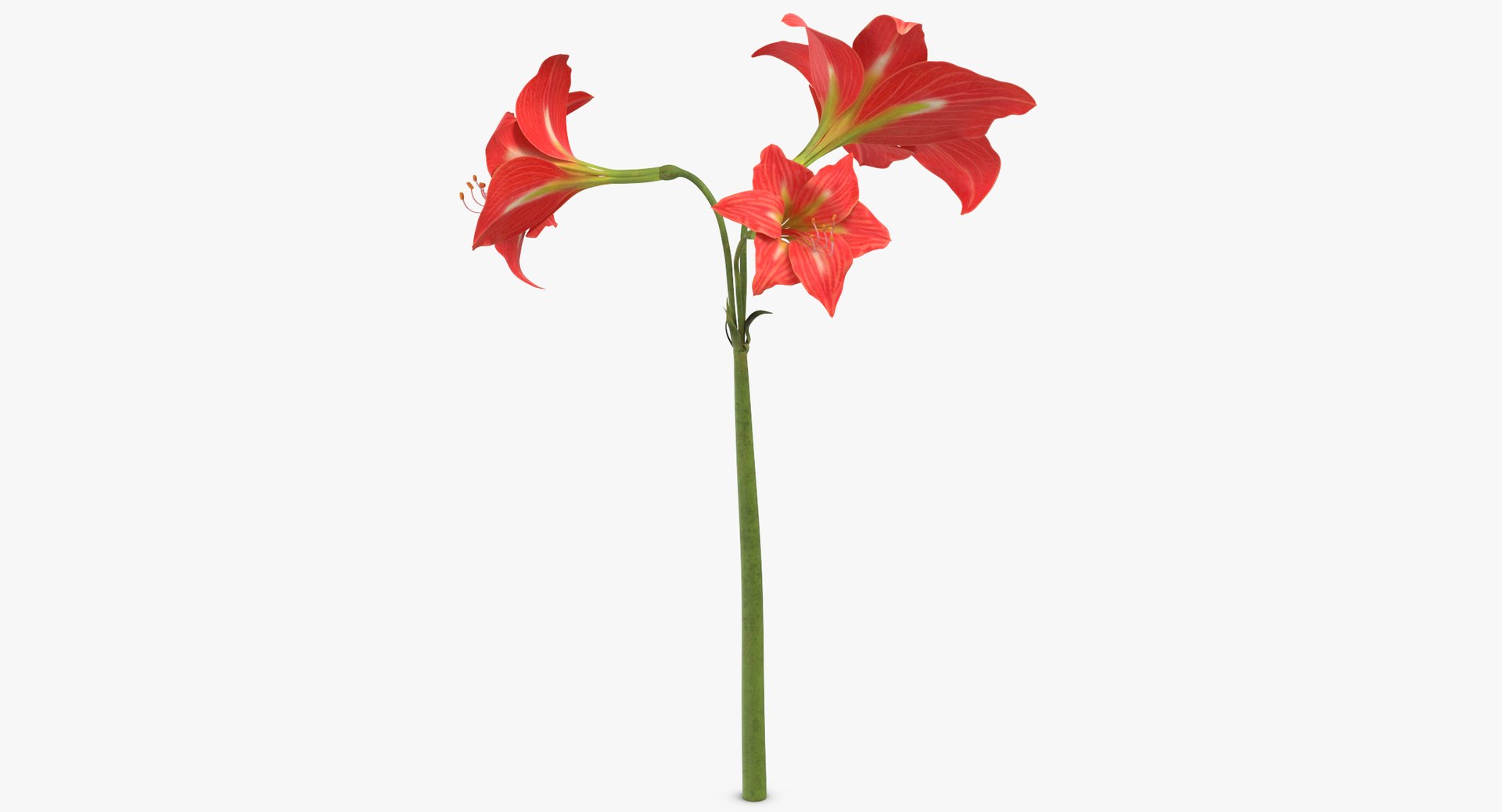 3D model red floral set 02 https://p.turbosquid.com/ts-thumb/gT/Ws48hs/Vyt3fzkP/amaryllis_red_thumbnail_0002/jpg/1568896056/1920x1080/fit_q87/4c8df69b5145ca0de9f889ce90e2ea3e68013775/amaryllis_red_thumbnail_0002.jpg