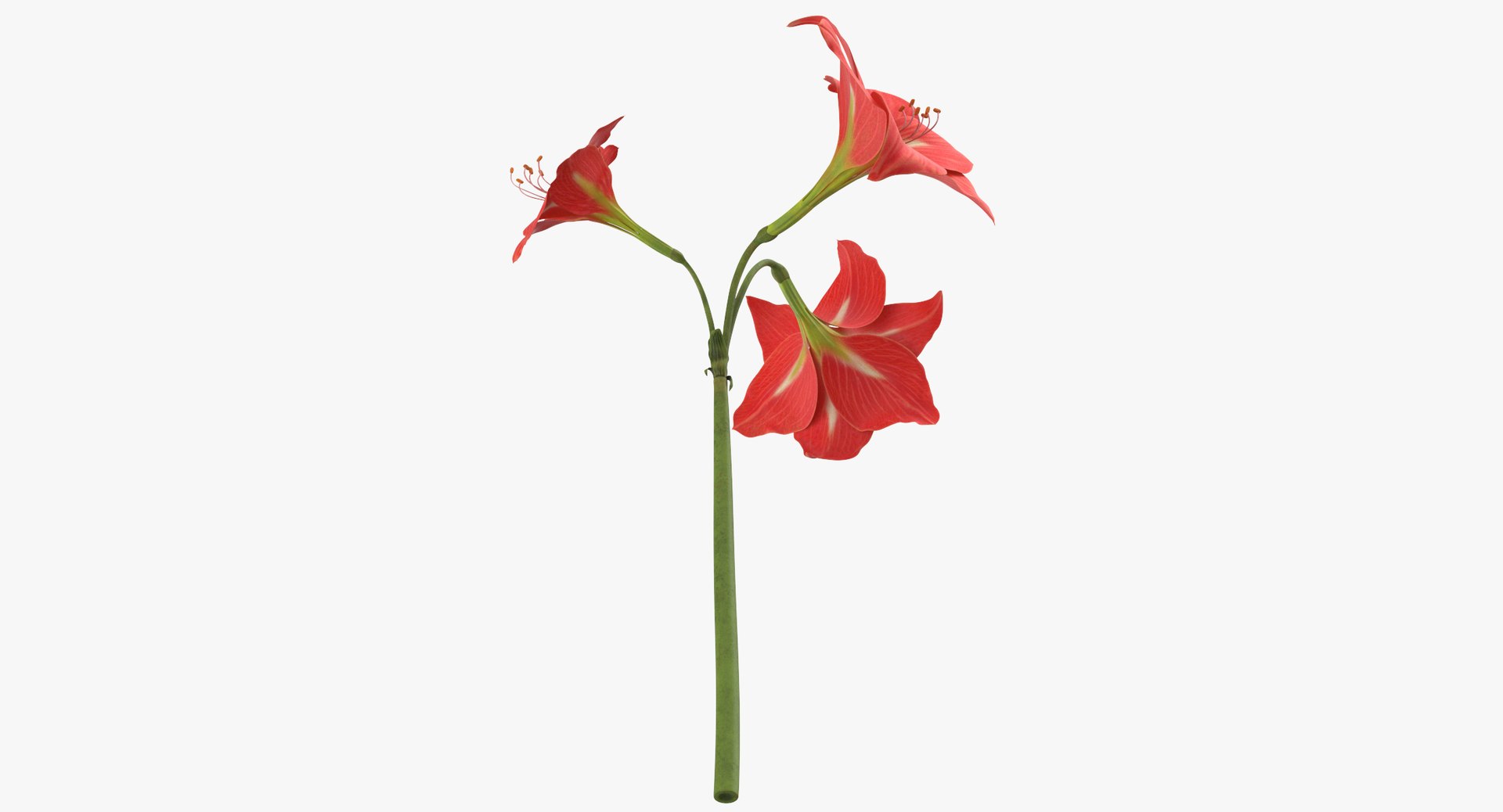 3D model red floral set 02 https://p.turbosquid.com/ts-thumb/gT/Ws48hs/dXLL2sgX/amaryllis_red_thumbnail_0007/jpg/1568896056/1920x1080/fit_q87/9d440ce4f2c2d6a4fa3f6eadc138aa208f7397cf/amaryllis_red_thumbnail_0007.jpg