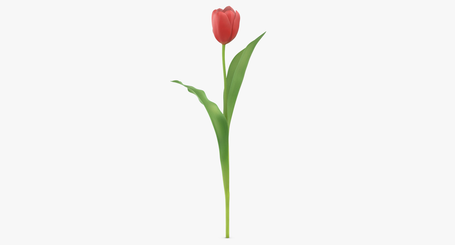 3D model red floral set 02 https://p.turbosquid.com/ts-thumb/gT/Ws48hs/gga1Bvdh/0000/jpg/1568896013/1920x1080/turn_fit_q99/0fa3f6f05395fdc65959f8363a686f3649cef9e0/0000-1.jpg
