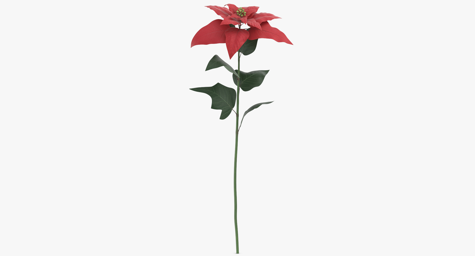 3D model red floral set 02 https://p.turbosquid.com/ts-thumb/gT/Ws48hs/haaIDYaT/0000/jpg/1564659212/1920x1080/turn_fit_q99/e4085606d0b5e888d5c22b6f8110fa35b8669b6d/0000-1.jpg