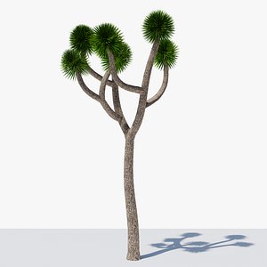 3D Joshua Tree or Yucca Palm v3
