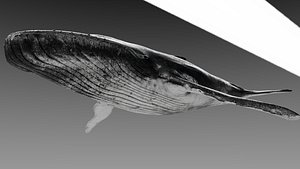 whale 3D model