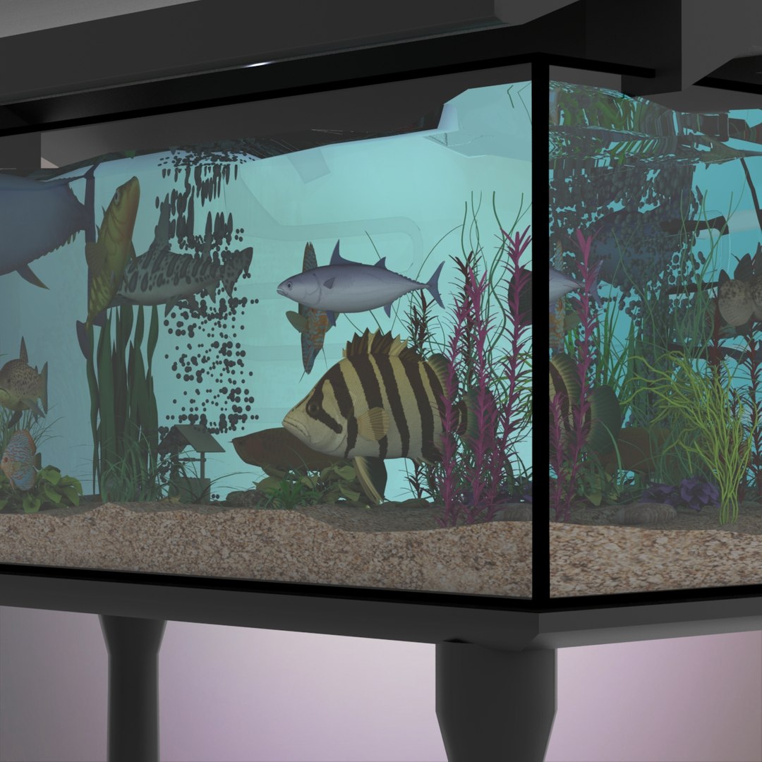 Fish Aquarium Model TurboSquid 1387030