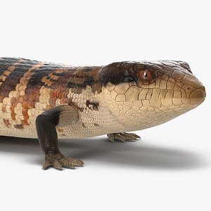 blue tongued skink rigged 3D model