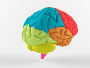 3D human brain model