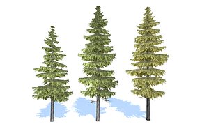 3D spruce trees