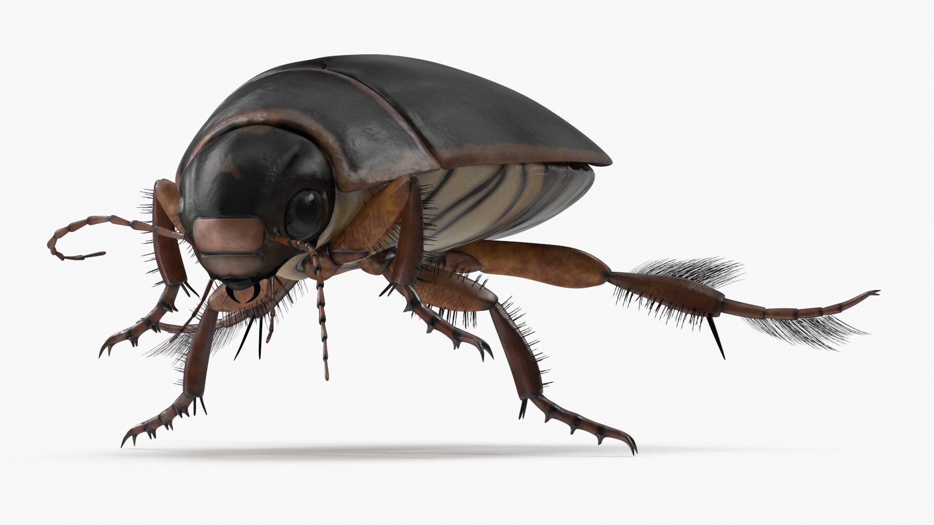 Water Insect Beetle Black Realistic Floating 3D model preview