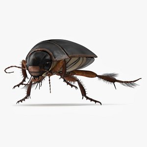 3D Water Insect Beetle Black Realistic Floating model