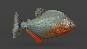 Piranha Fish 3D