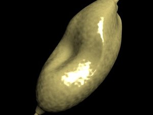 Stomach.3ds