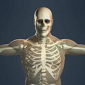 Human Skeleton and Male Body (No Textures)