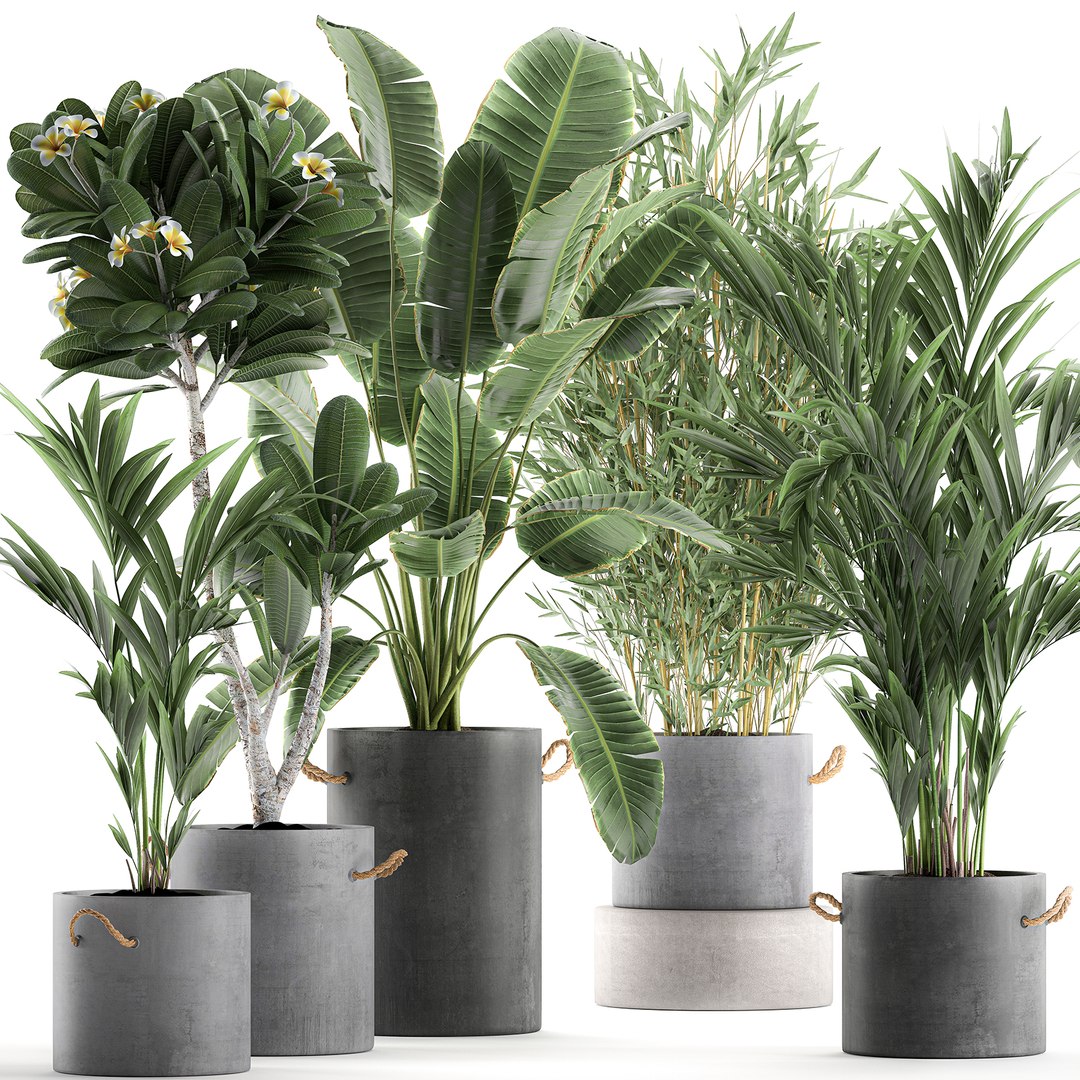 3D plants interior pots concrete model - TurboSquid 1580175