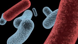 Bacteria