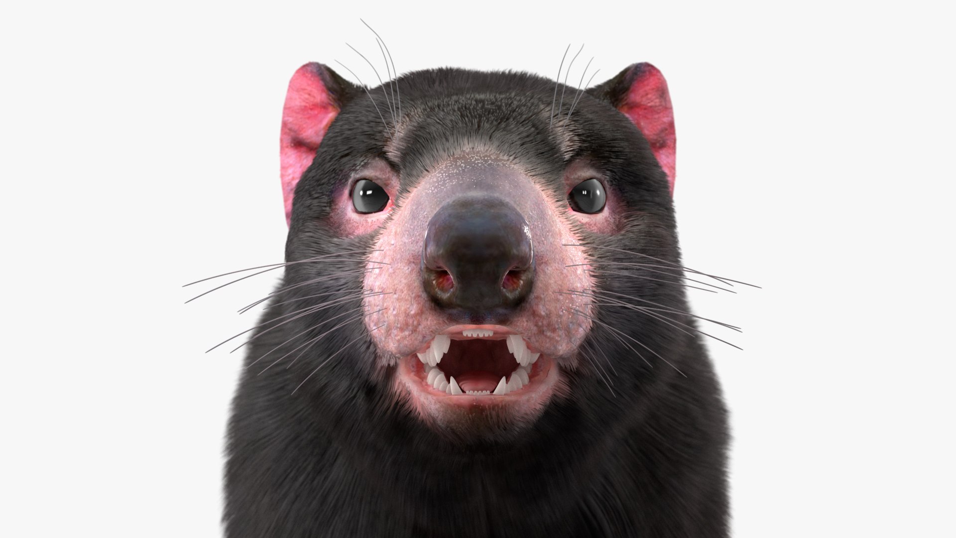 3D model Tasmanian Devil Fur - TurboSquid 2127113