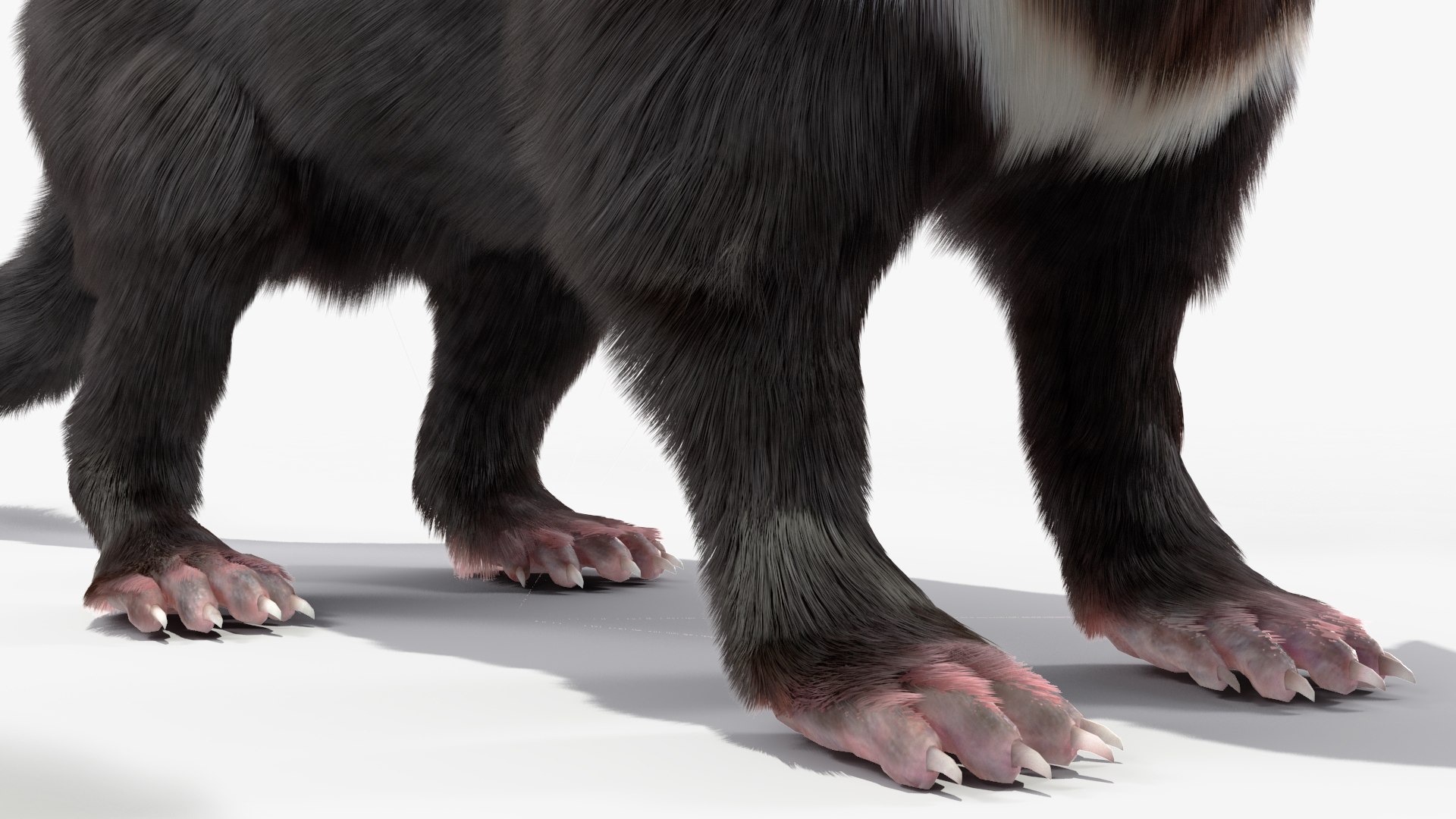3D Model Tasmanian Devil Fur - TurboSquid 2127113