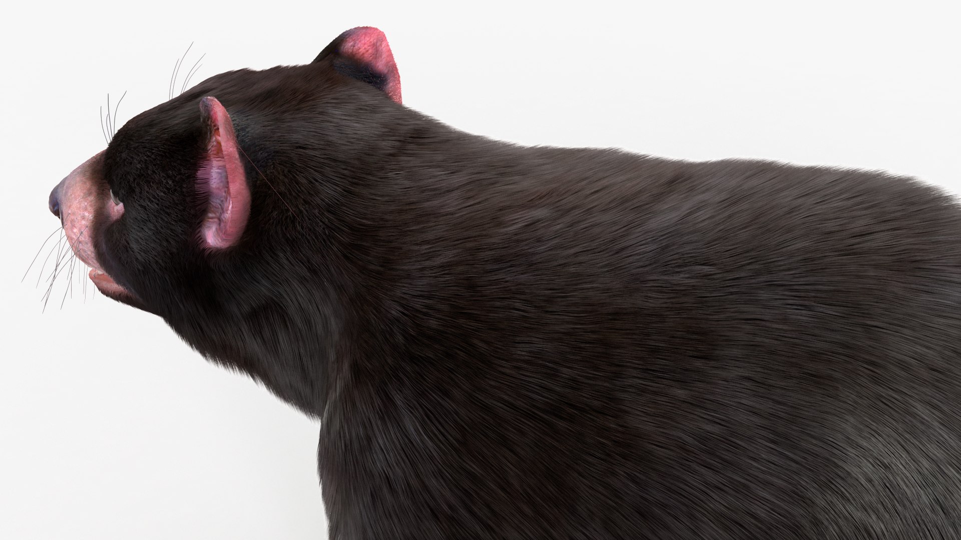 3D Model Tasmanian Devil Fur - TurboSquid 2127113