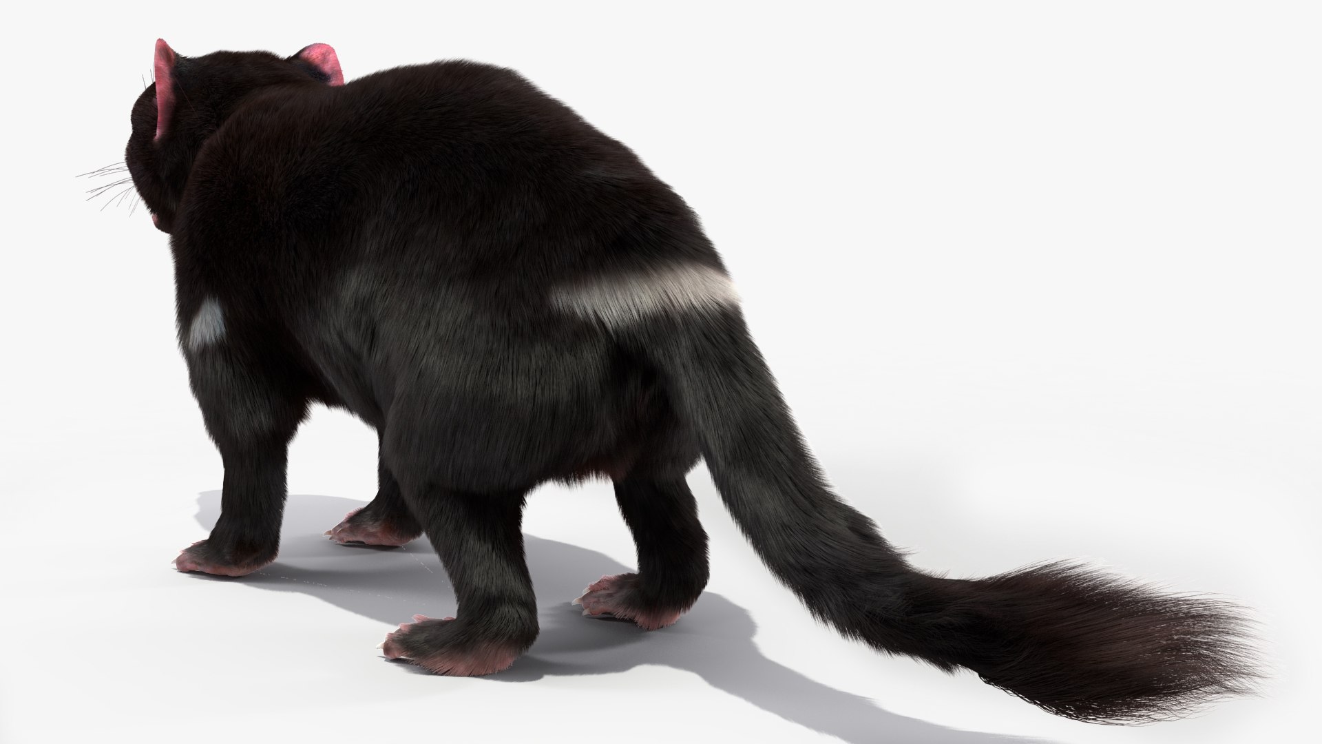 3D Model Tasmanian Devil Fur - TurboSquid 2127113