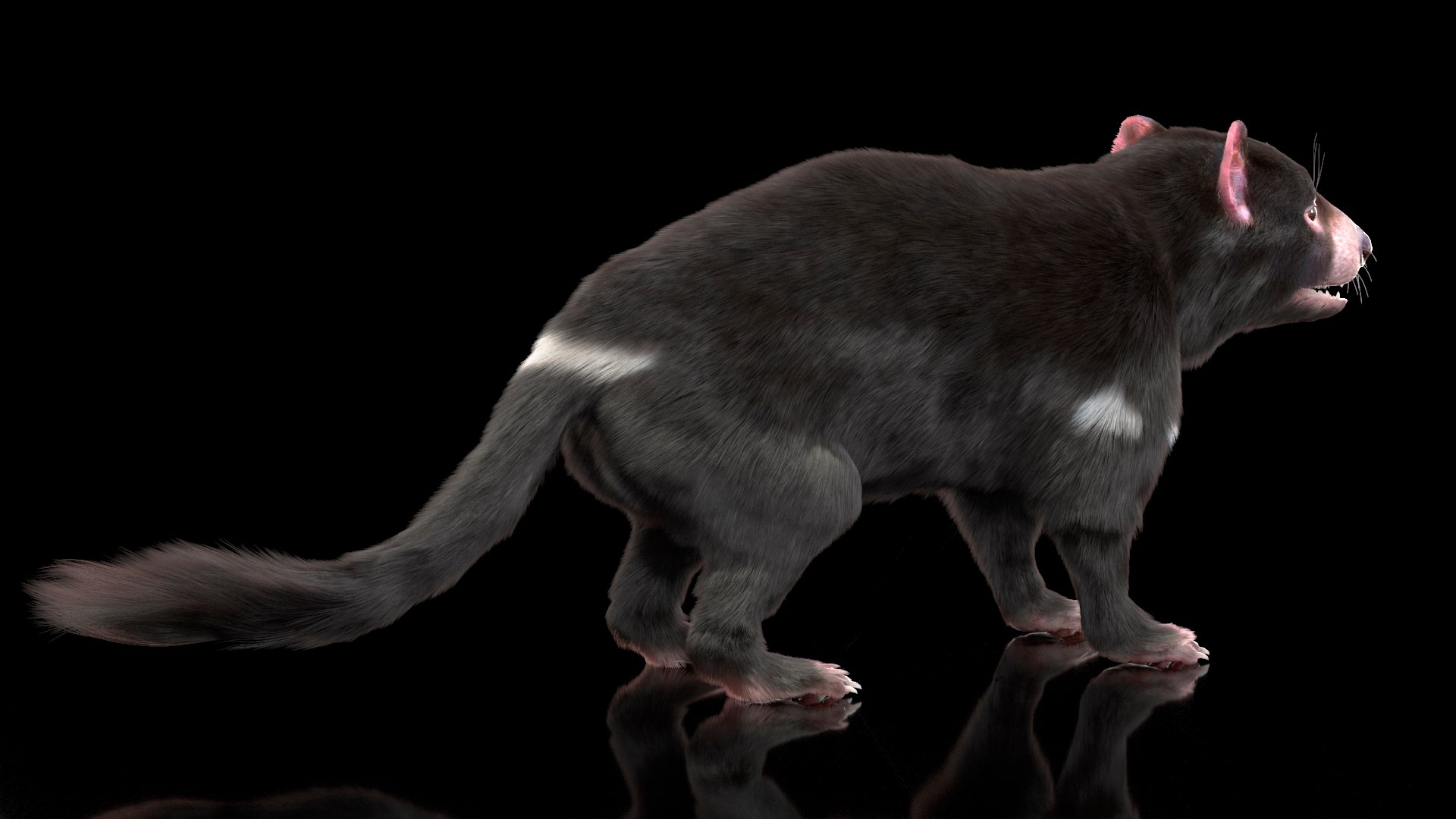 3D Model Tasmanian Devil Fur - TurboSquid 2127113