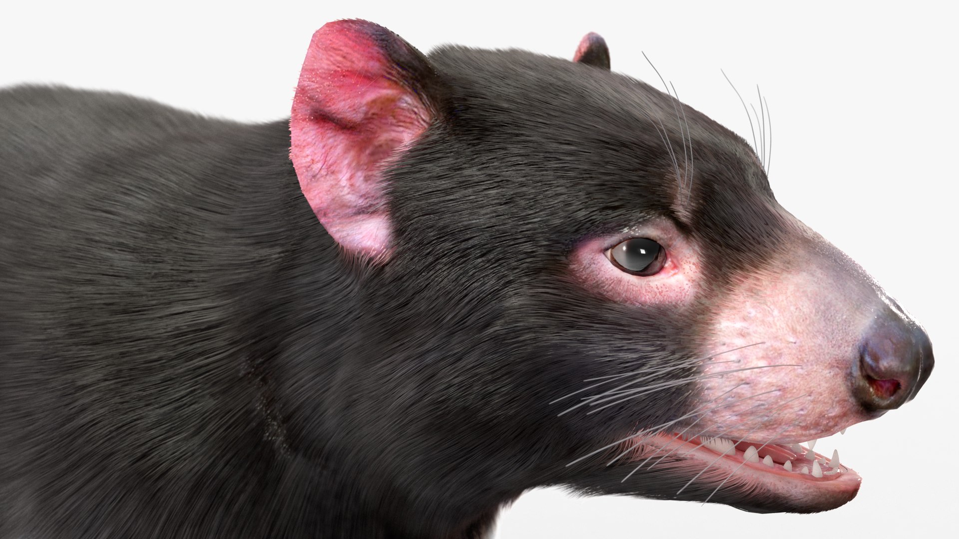3D Model Tasmanian Devil Fur - TurboSquid 2127113
