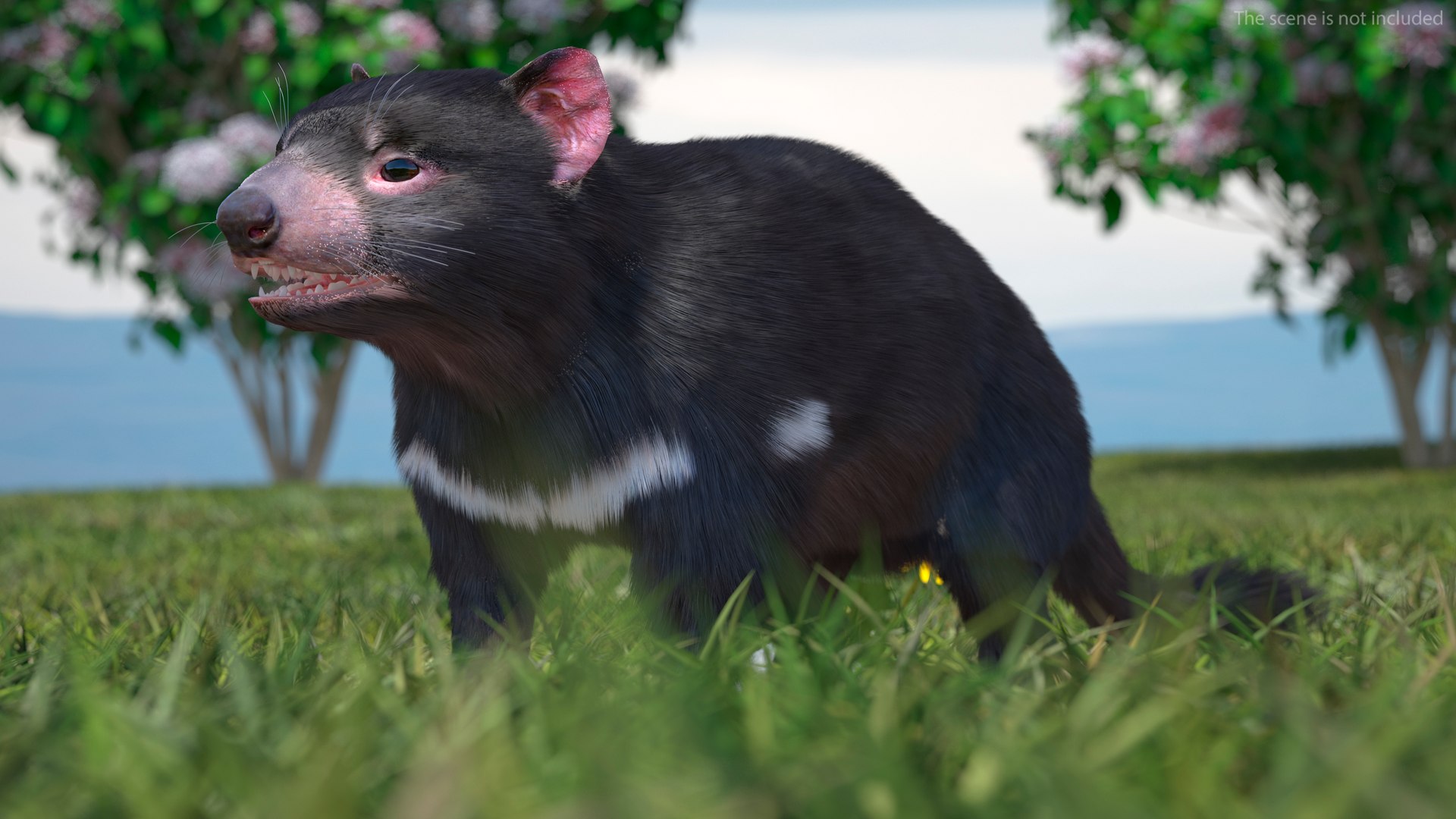 3D Model Tasmanian Devil Fur - TurboSquid 2127113