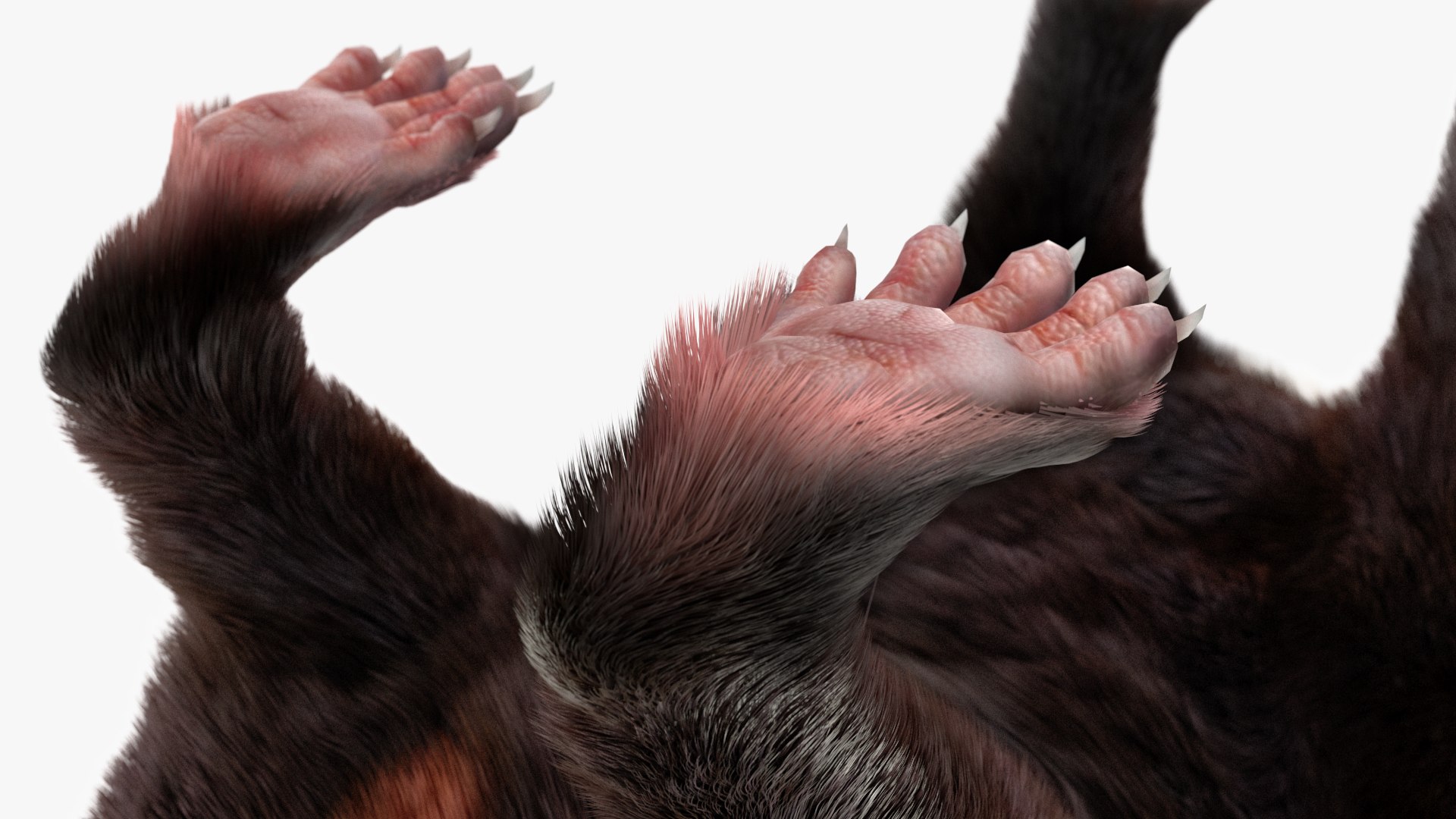 3D model Tasmanian Devil Fur - TurboSquid 2127113