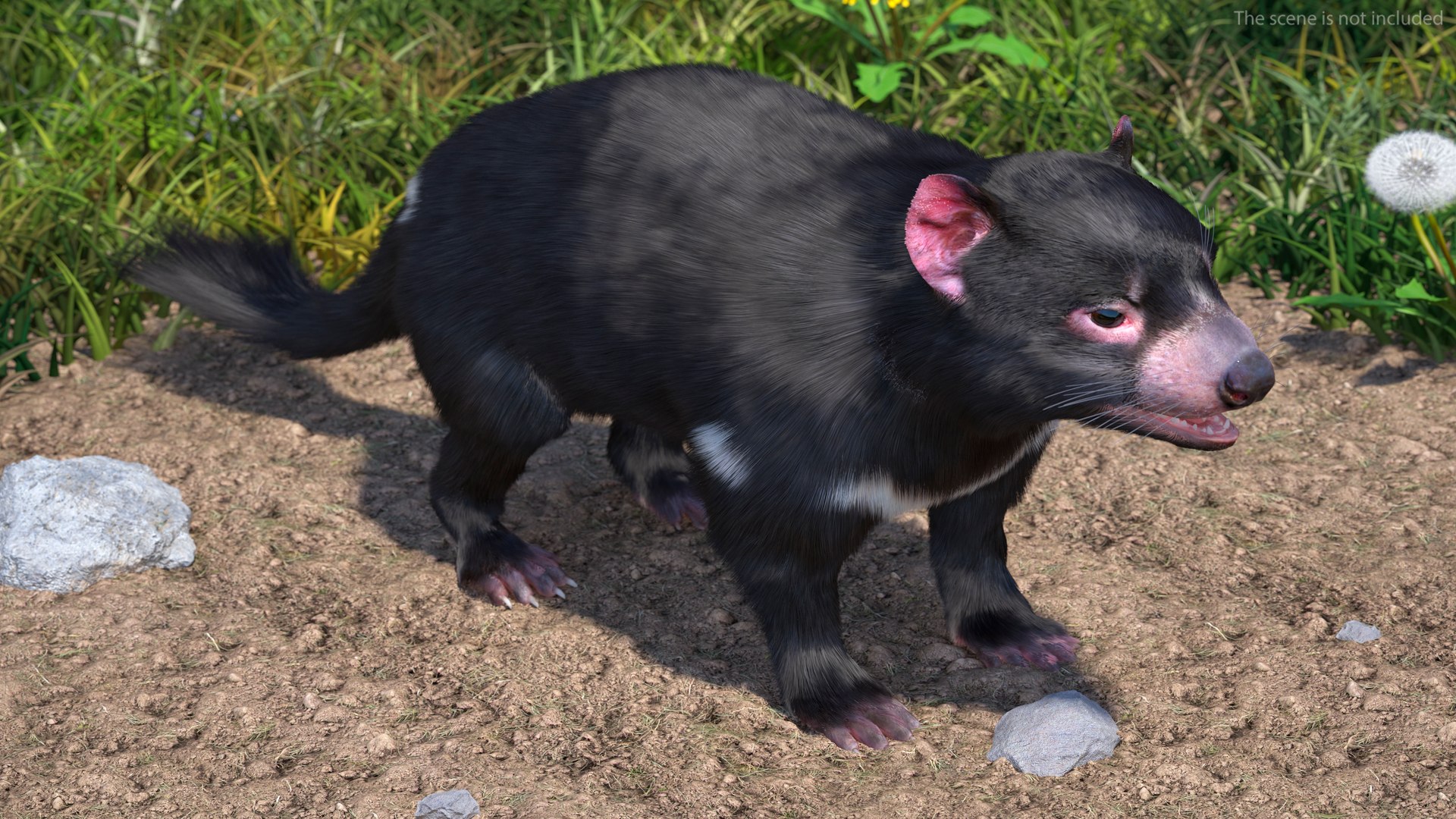 3D Model Tasmanian Devil Fur - TurboSquid 2127113