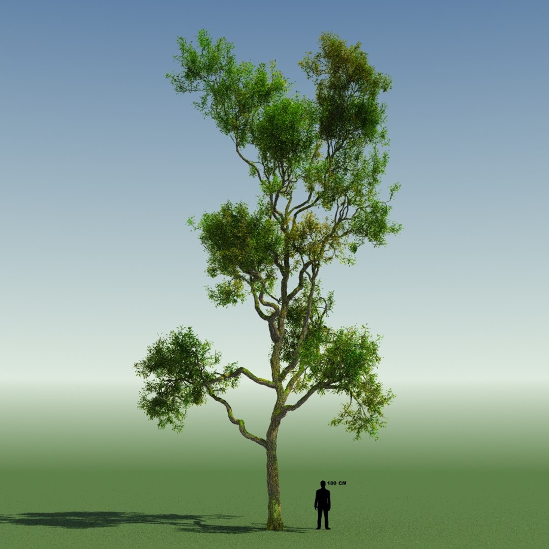 Tree Forest Rainforest 3d Model