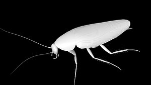 3D insect cockroach model