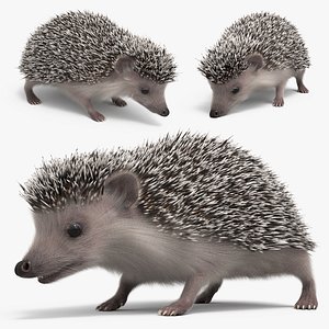 Hedgehog Eating Fur Animated Rigged For Maya 3D model