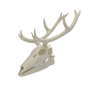 3D deer skeleton skull