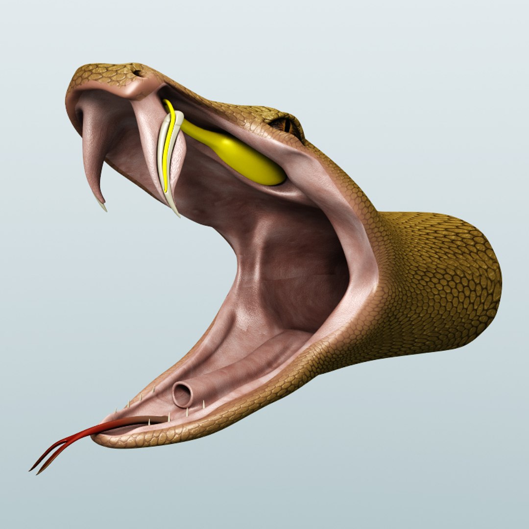 snake anatomy