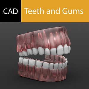 Solidworks Cad Teeth and Gums