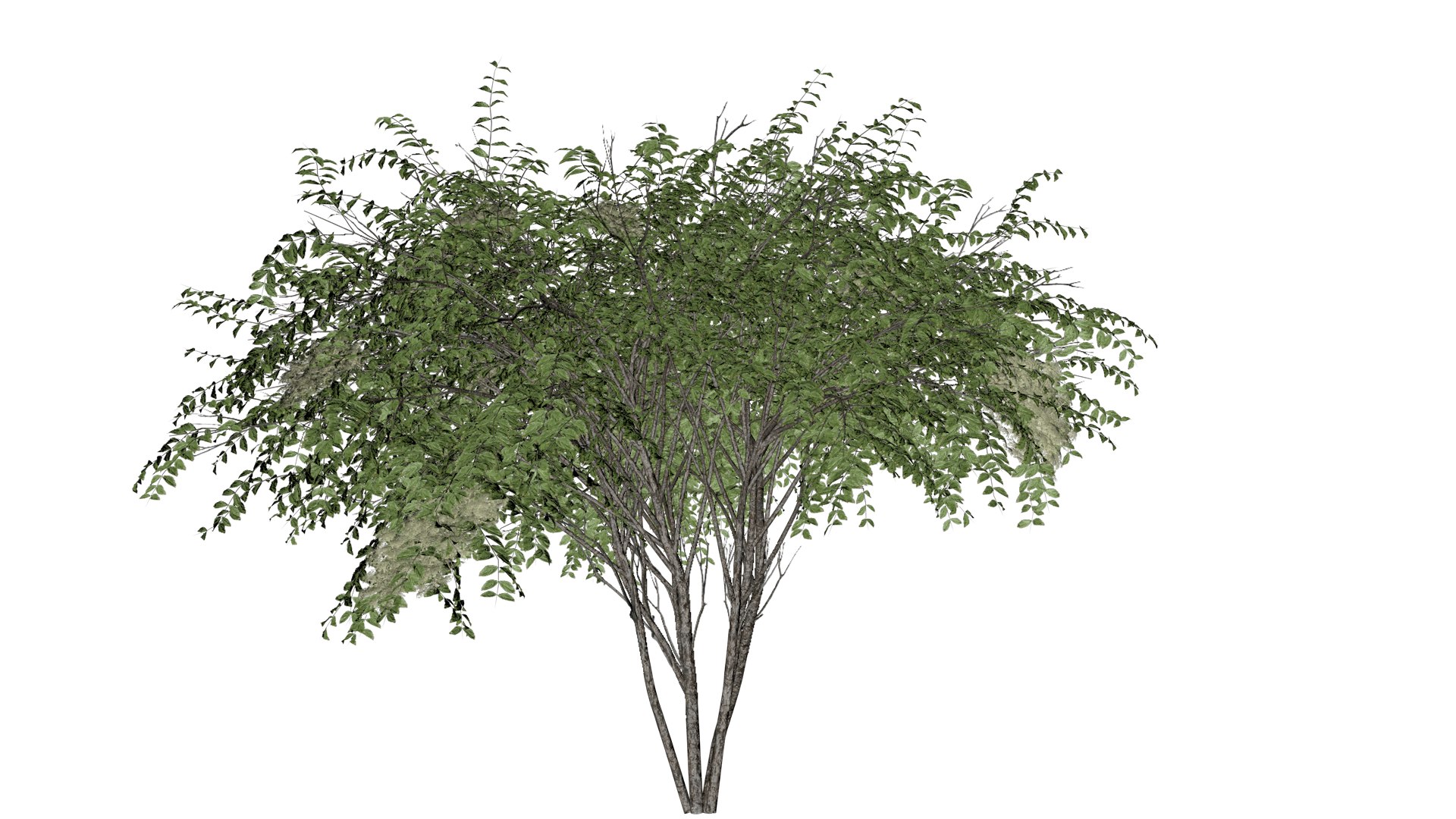 Japanese Angelica Tree - 07 - model https://p.turbosquid.com/ts-thumb/gU/povKCu/CU/ja_71/png/1742156255/1920x1080/fit_q87/e0973fe3047643406fee846e951a6a65ce7be600/ja_71.jpg