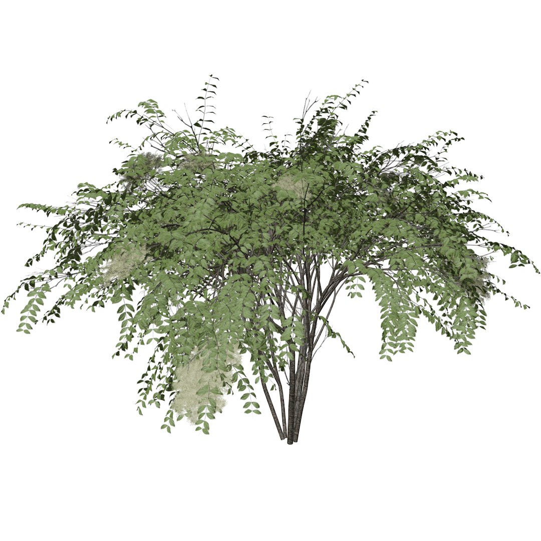 Japanese Angelica Tree - 07 - model https://p.turbosquid.com/ts-thumb/gU/povKCu/OF/_japaneseangelica_07_01/png/1742156254/1920x1080/fit_q87/7d6c1772d6f3a98e1331cdf0864fdaaf8cb71090/_japaneseangelica_07_01.jpg