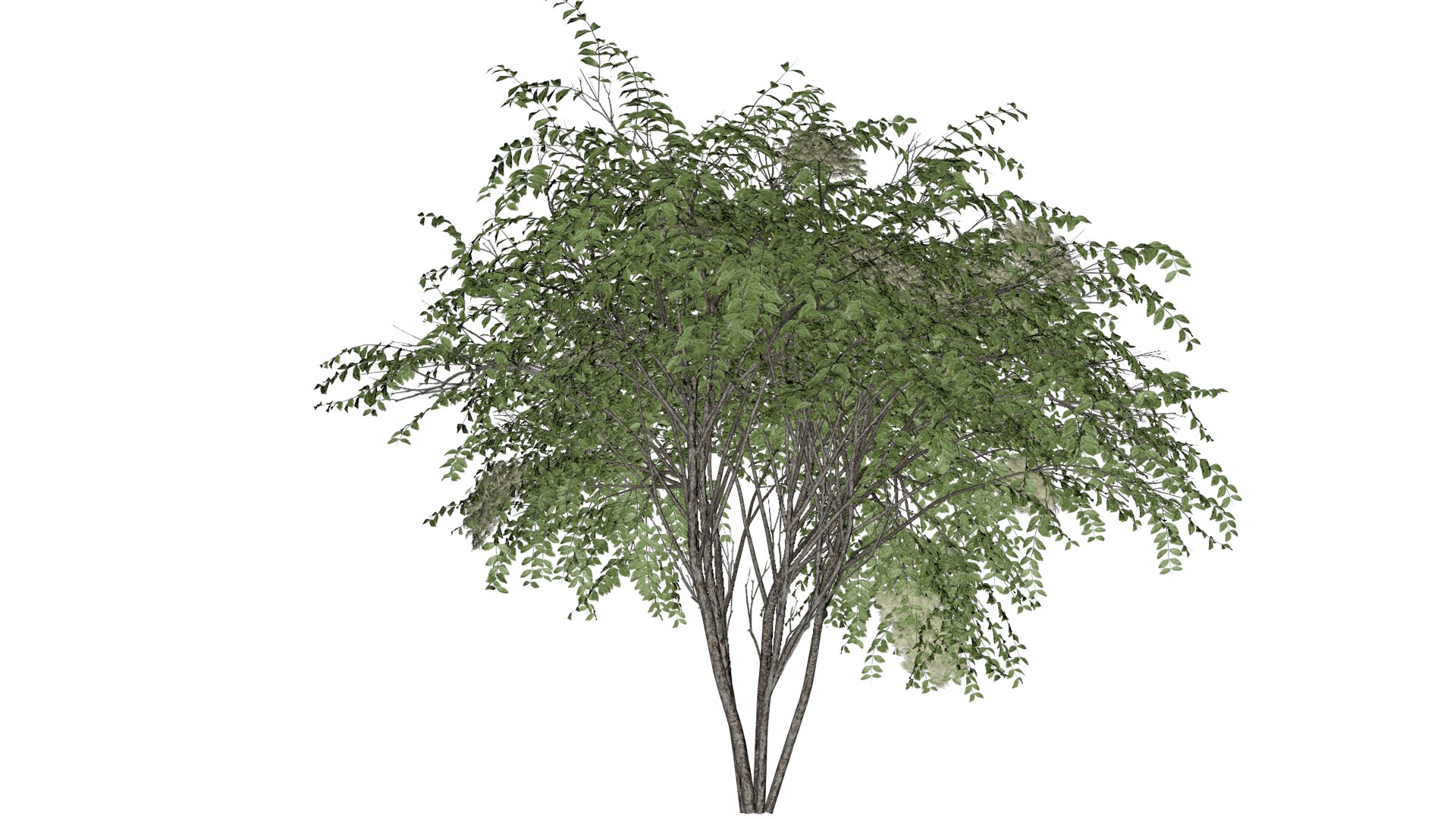 Japanese Angelica Tree - 07 - model https://p.turbosquid.com/ts-thumb/gU/povKCu/ak/ja_73/png/1742156256/1920x1080/fit_q87/8030ae3612e7461540048a04083f9e18605bd048/ja_73.jpg
