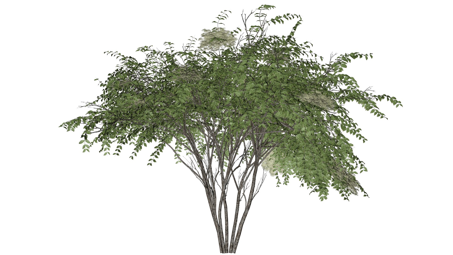 Japanese Angelica Tree - 07 - model https://p.turbosquid.com/ts-thumb/gU/povKCu/tY/ja_7/png/1742156255/1920x1080/fit_q87/caa482d611d012bcc534d7f208f616475b813dc0/ja_7.jpg