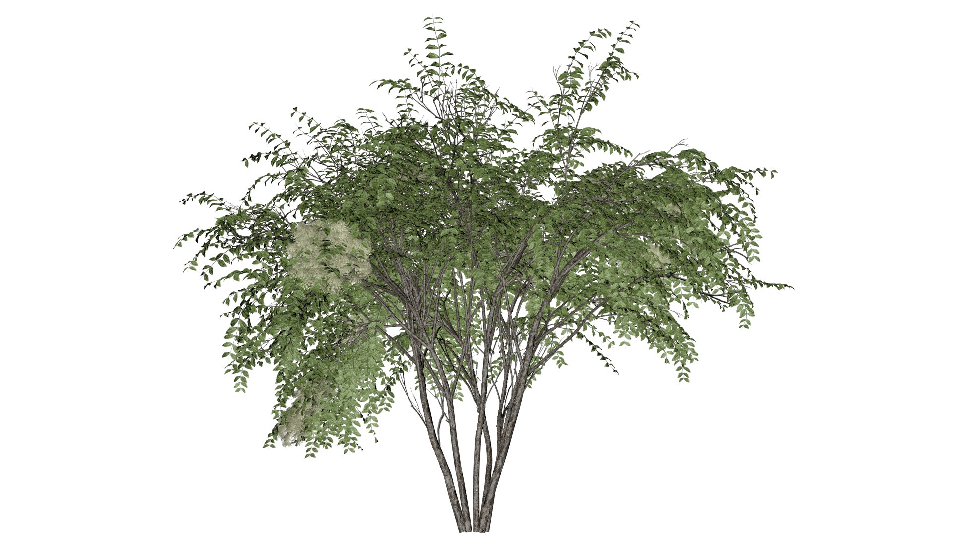 Japanese Angelica Tree - 07 - model https://p.turbosquid.com/ts-thumb/gU/povKCu/wL/ja_72/png/1742156256/1920x1080/fit_q87/582510b3f45b6c5e199262ce26bb969b2b772be6/ja_72.jpg