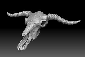 Cow Skull 3D print model