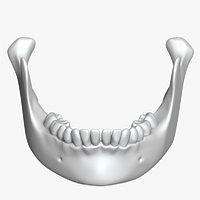 Lower Mandible