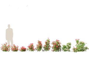 3D model Pieris Japonica Forest Flame - Lily of the Valley bush