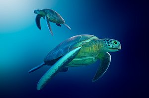 Sea Turtle Lowpoly AR/VR/mobile