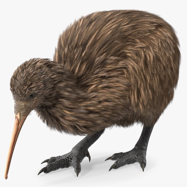 Cute Kiwi Bird 3D