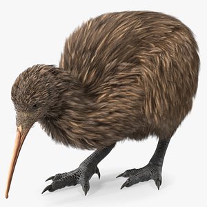 Cute Kiwi Bird