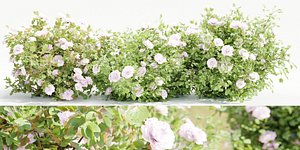 Rose bushes collection vol 121-Blender model