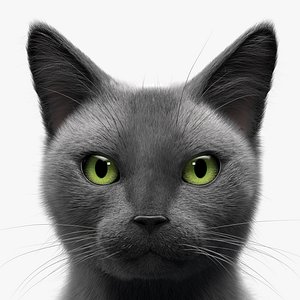 grey cat hair 3D model