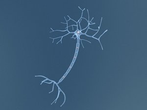 neuron cell max