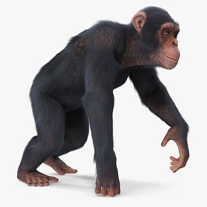 3D light chimpanzee walking pose