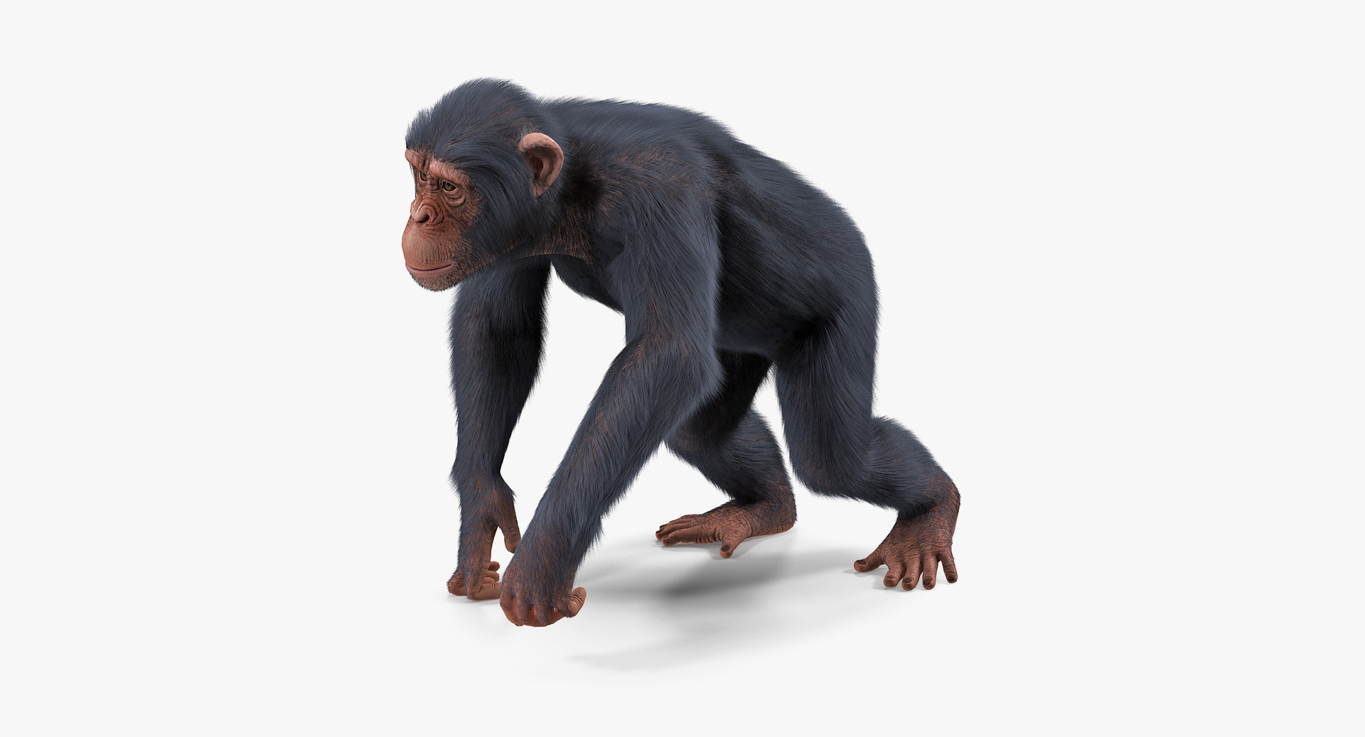 Monkey Standing: Over 7,093 Royalty-Free Licensable Stock Illustrations &  Drawings | Shutterstock