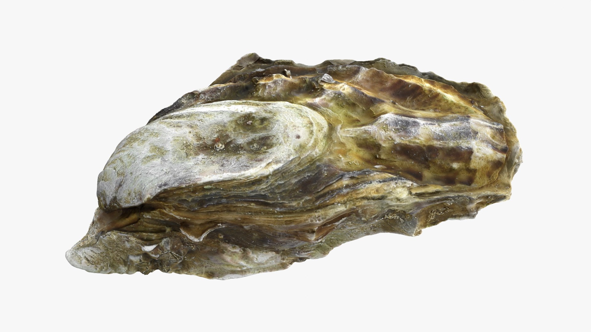 Oysters Collection 3D https://p.turbosquid.com/ts-thumb/gV/T0tMy4/2y/oyster03_01/png/1788646271/1920x1080/fit_q87/584f8f73f66acc37406ba587d27331c081dcd05b/oyster03_01.jpg