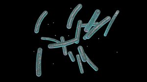 Plaugue Pestis Bacillum